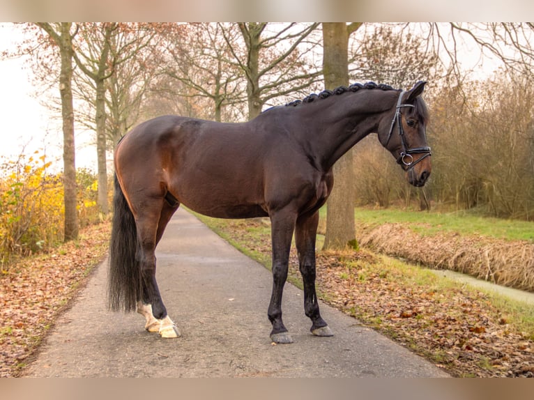 KWPN Caballo castrado 11 años 175 cm Castaño oscuro in Woerden