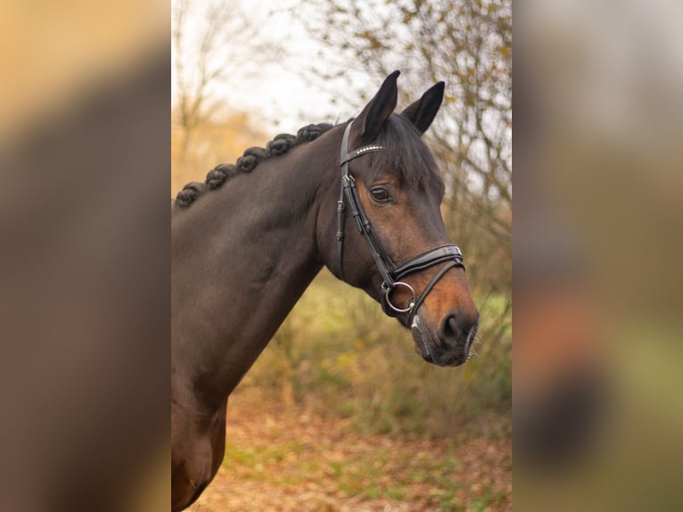 KWPN Caballo castrado 11 años 175 cm Castaño oscuro in Woerden
