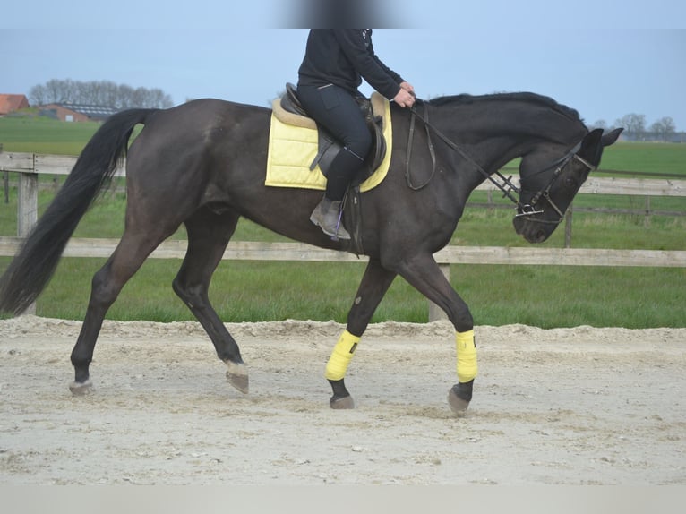 KWPN Caballo castrado 11 años 175 cm Negro in Breda