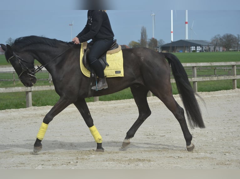 KWPN Caballo castrado 11 años 175 cm Negro in Breda