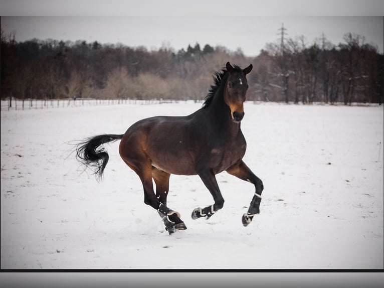 KWPN Caballo castrado 11 años 176 cm Castaño oscuro in Ostrava