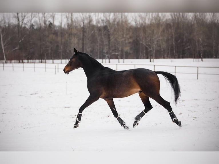 KWPN Caballo castrado 11 años 176 cm Castaño oscuro in Ostrava