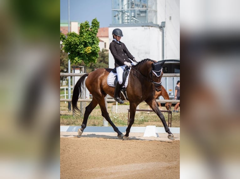 KWPN Caballo castrado 11 años 176 cm Castaño oscuro in Ostrava