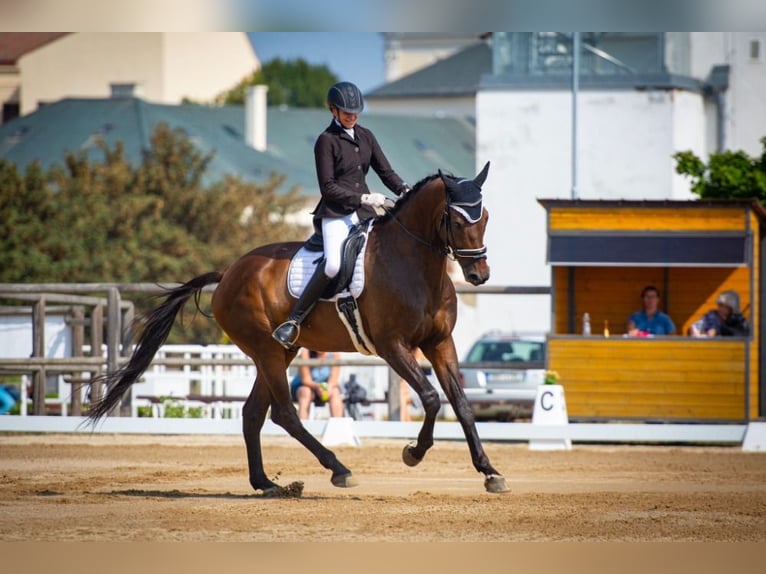 KWPN Caballo castrado 11 años 176 cm Castaño oscuro in Ostrava