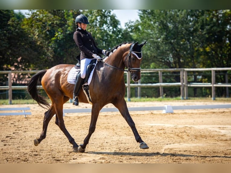 KWPN Caballo castrado 11 años 176 cm Castaño oscuro in Ostrava