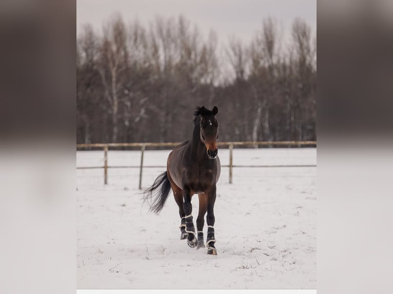 KWPN Caballo castrado 11 años 176 cm Castaño oscuro in Ostrava