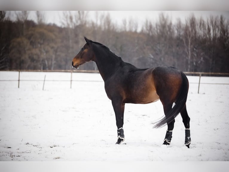 KWPN Caballo castrado 11 años 176 cm Castaño oscuro in Ostrava