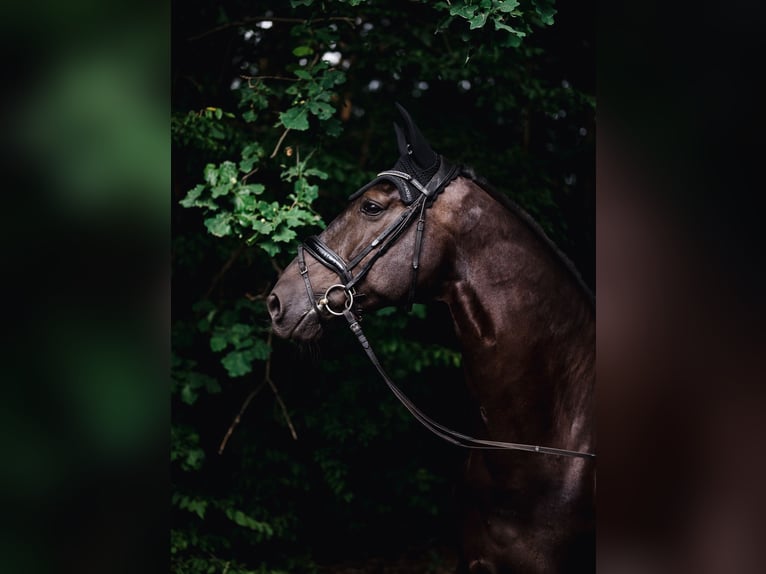 KWPN Caballo castrado 11 años 176 cm Negro in Solec