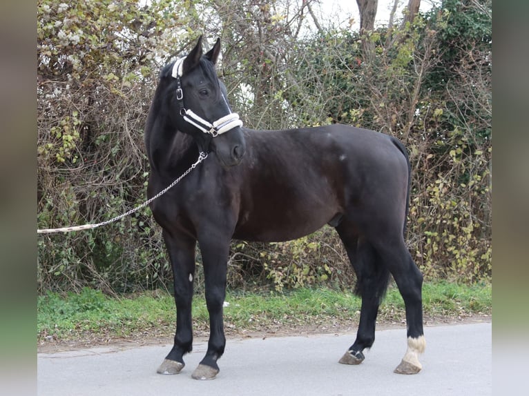 KWPN Caballo castrado 11 años 177 cm Morcillo in Pischelsdorf