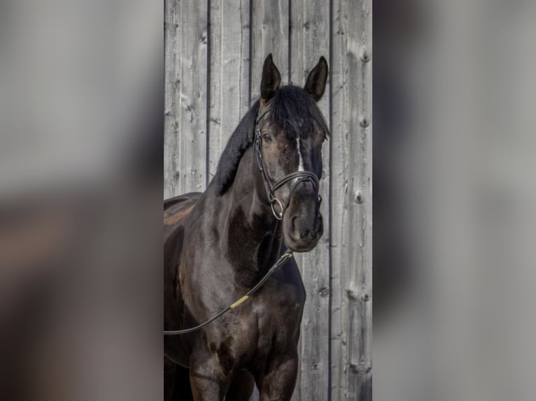 KWPN Caballo castrado 11 años 177 cm Morcillo in Pischelsdorf