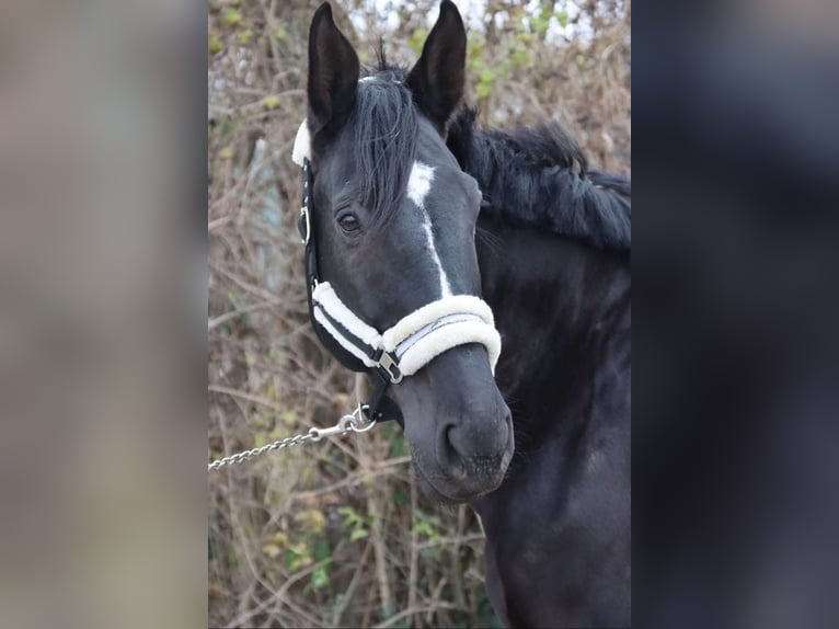 KWPN Caballo castrado 11 años 177 cm Morcillo in Pischelsdorf