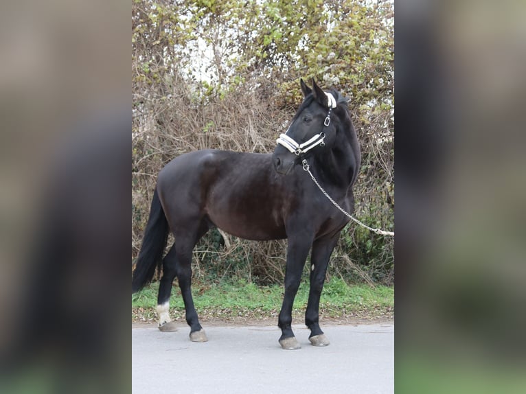 KWPN Caballo castrado 11 años 177 cm Morcillo in Pischelsdorf