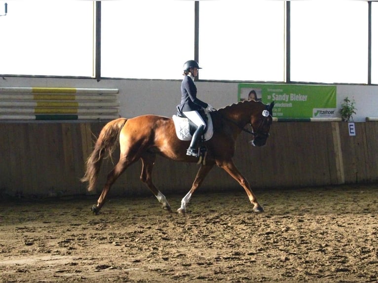 KWPN Caballo castrado 11 años 178 cm Alazán in Brokdorf