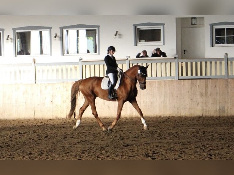 KWPN Caballo castrado 11 años 178 cm Alazán in Brokdorf