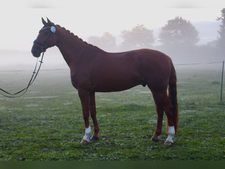 KWPN Caballo castrado 11 años 178 cm Alazán in Brokdorf