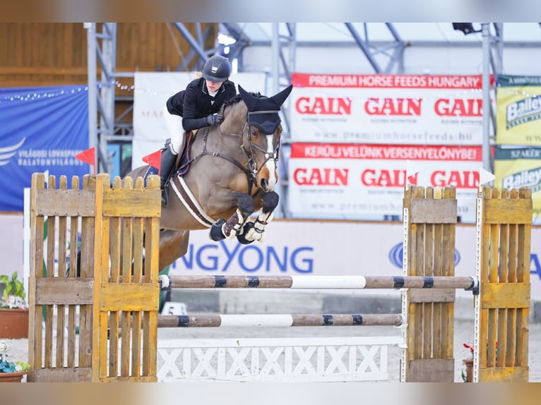 KWPN Caballo castrado 11 años 178 cm Castaño rojizo in Ajka