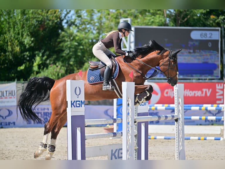 KWPN Caballo castrado 11 años 178 cm Castaño rojizo in Ajka