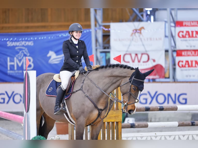 KWPN Caballo castrado 11 años 178 cm Castaño rojizo in Ajka