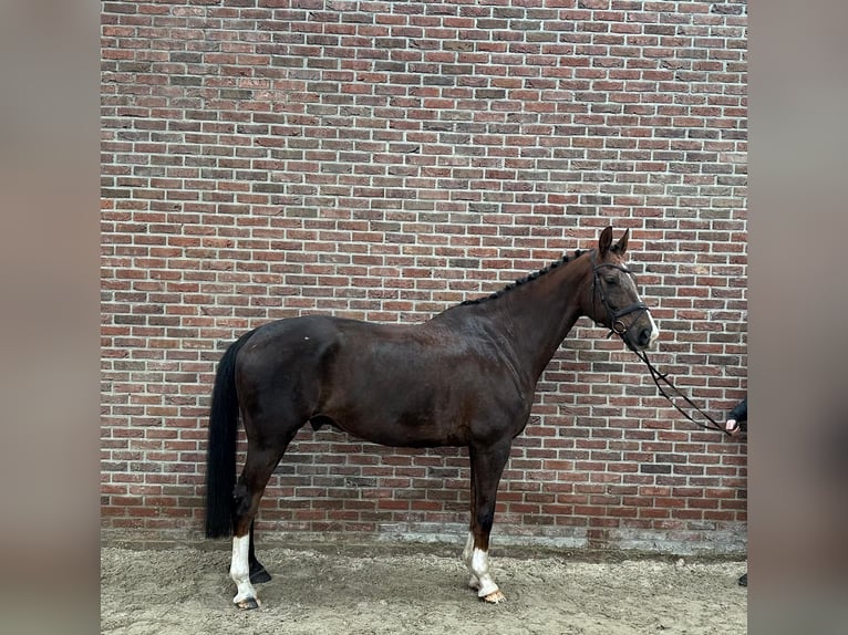 KWPN Caballo castrado 11 años 180 cm  in GROTE-BROGEL