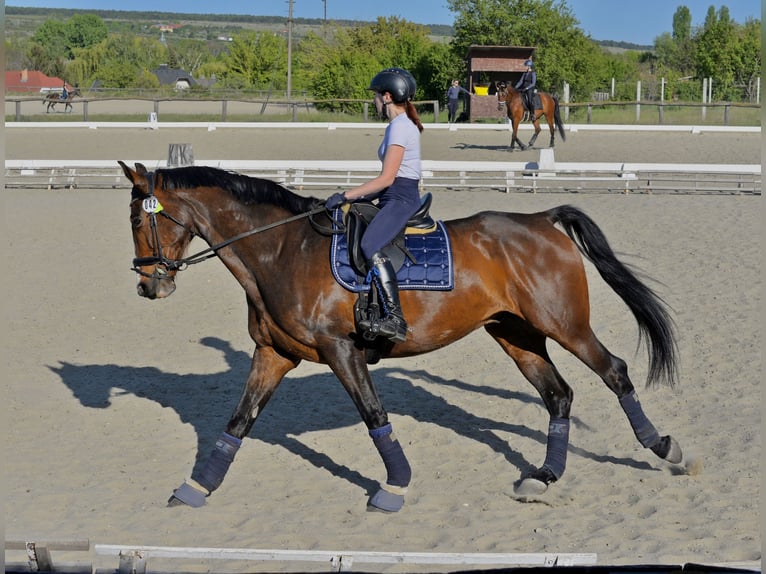 KWPN Caballo castrado 11 años 185 cm Castaño rojizo in Üllő