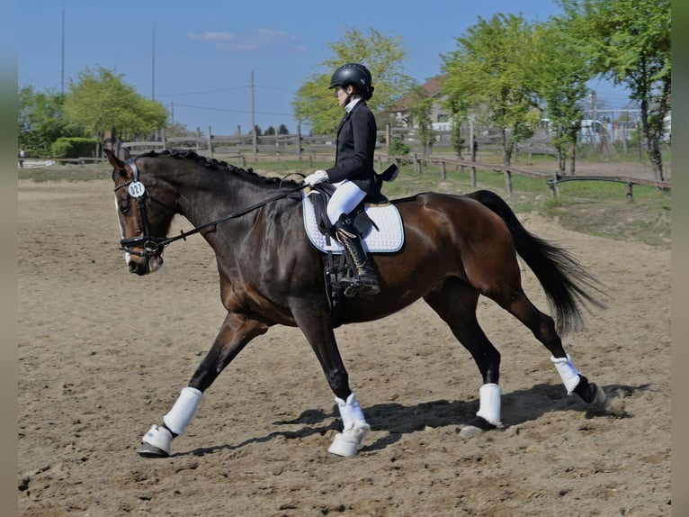 KWPN Caballo castrado 11 años 185 cm Castaño rojizo in Üllő