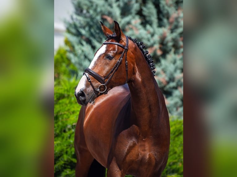 KWPN Caballo castrado 11 años 185 cm Castaño rojizo in Üllő