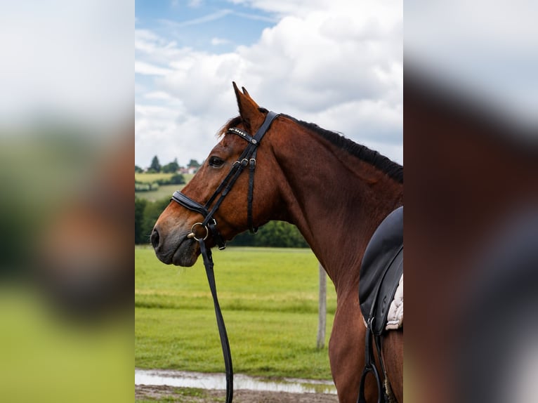 KWPN Caballo castrado 12 años 163 cm Castaño in Isère