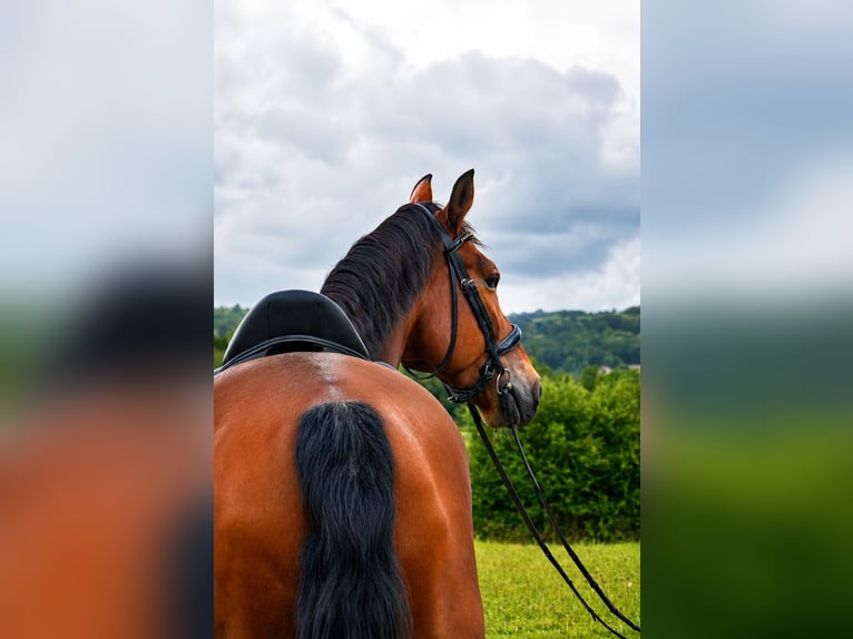 KWPN Caballo castrado 12 años 163 cm Castaño in Isère
