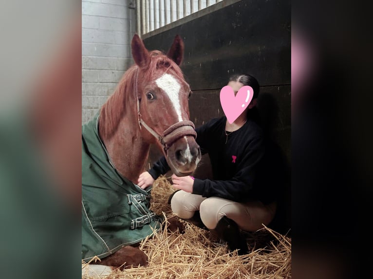 KWPN Caballo castrado 12 años 164 cm Alazán-tostado in Eschweiler