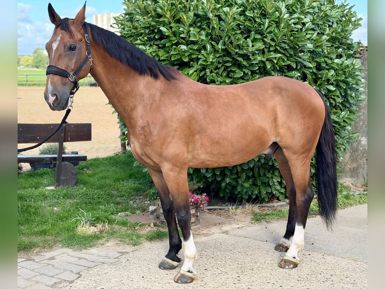KWPN Caballo castrado 12 años 165 cm Castaño in Langerwehe