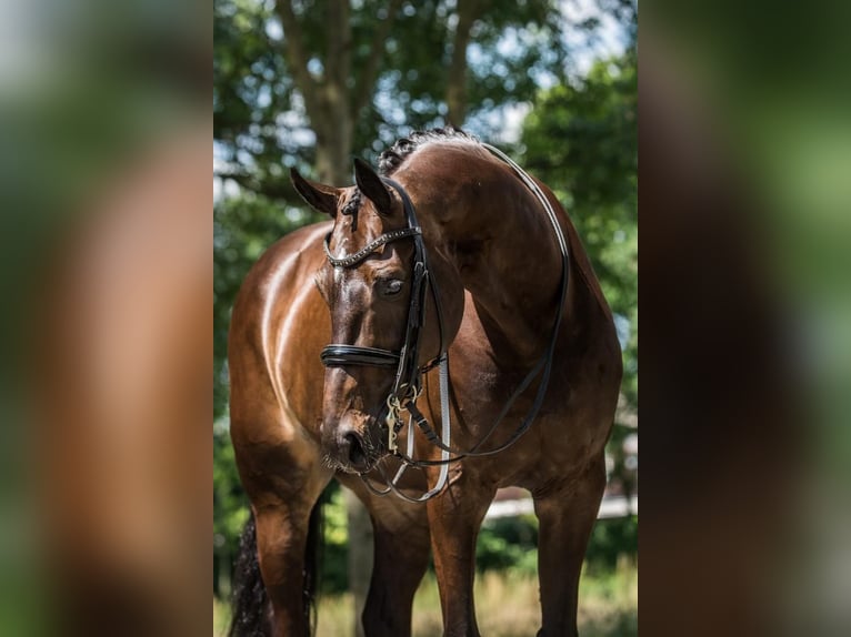 KWPN Caballo castrado 12 años 167 cm Castaño oscuro in Bramsche