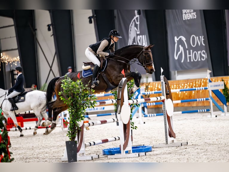 KWPN Caballo castrado 12 años 168 cm Castaño oscuro in Poznan