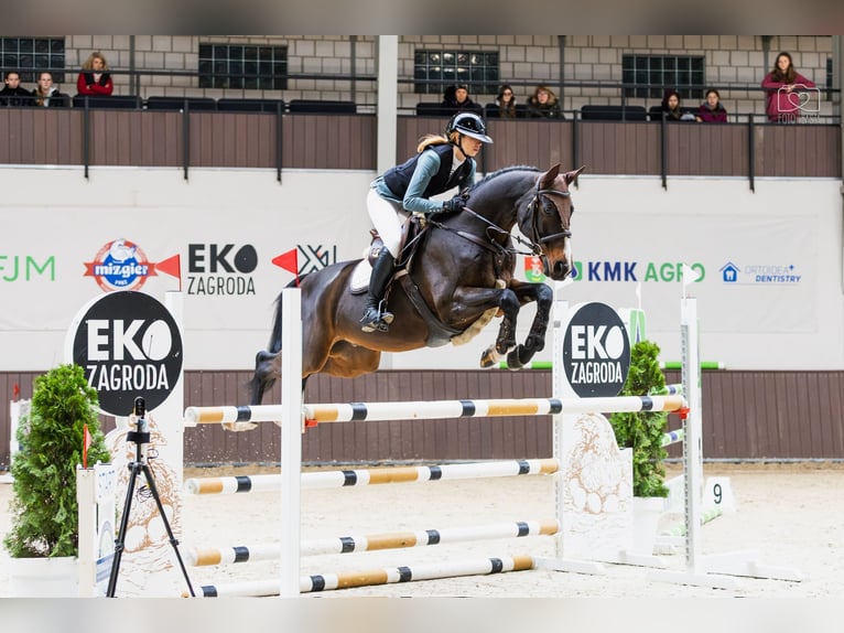 KWPN Caballo castrado 12 años 168 cm Castaño oscuro in Poznan