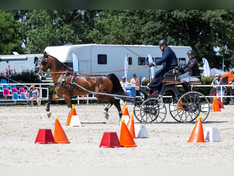 KWPN Caballo castrado 12 años 168 cm Castaño rojizo in Jeżów