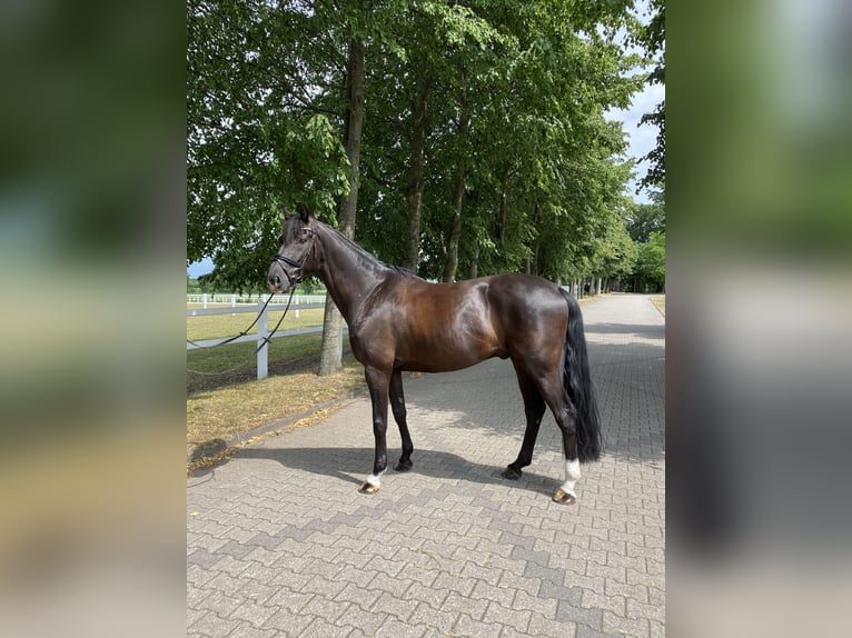 KWPN Caballo castrado 12 años 168 cm Negro in Werne