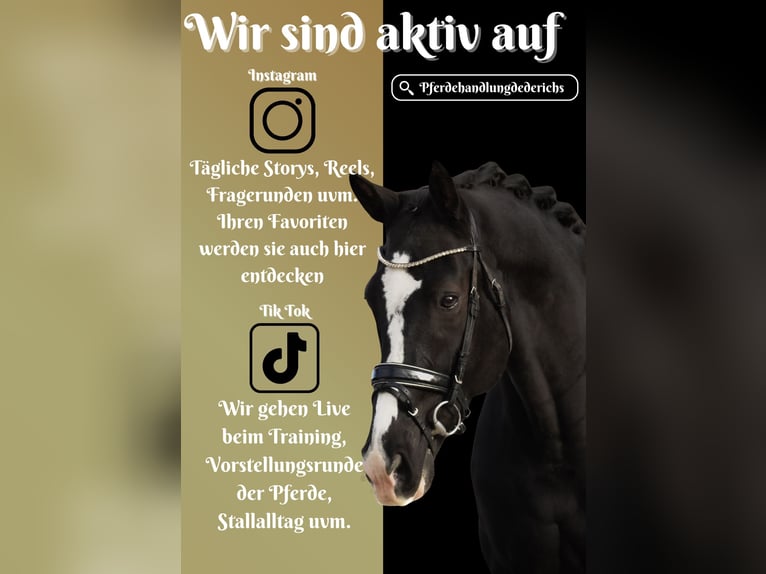 KWPN Caballo castrado 12 años 168 cm Negro in Nettersheim