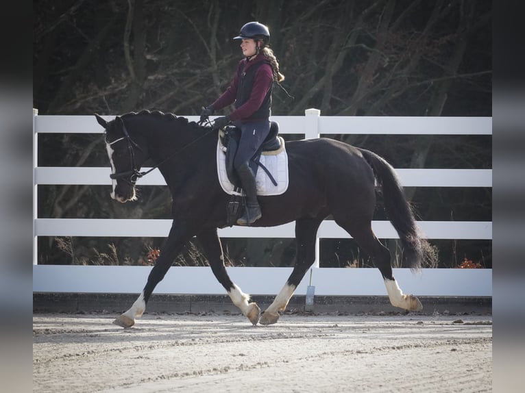 KWPN Caballo castrado 12 años 168 cm Negro in Nettersheim