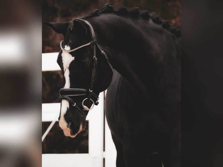 KWPN Caballo castrado 12 años 168 cm Negro in Nettersheim