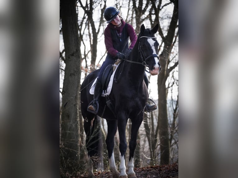 KWPN Caballo castrado 12 años 168 cm Negro in Nettersheim
