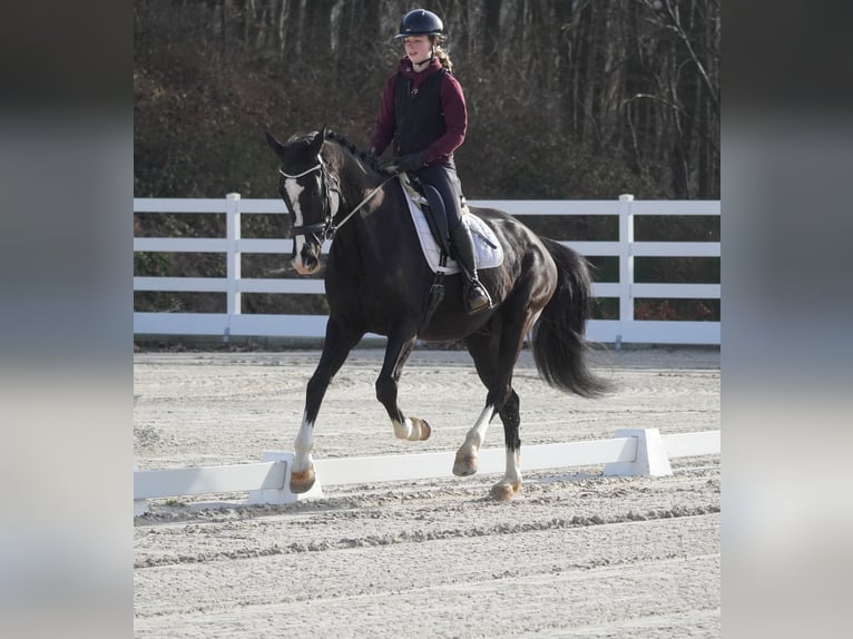 KWPN Caballo castrado 12 años 168 cm Negro in Nettersheim