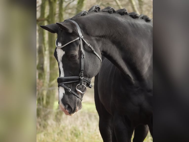 KWPN Caballo castrado 12 años 168 cm Negro in Nettersheim