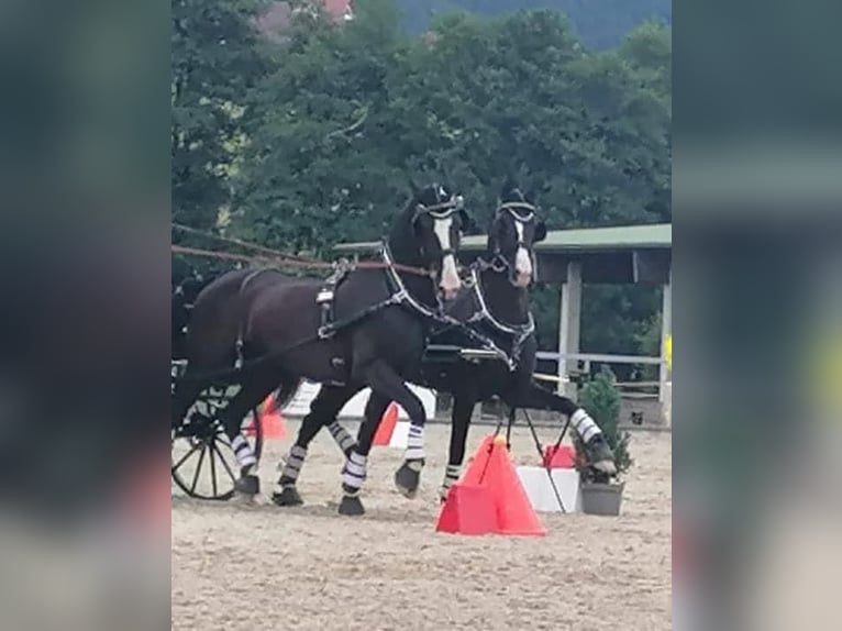 KWPN Caballo castrado 12 años 168 cm Negro in Pelmberg