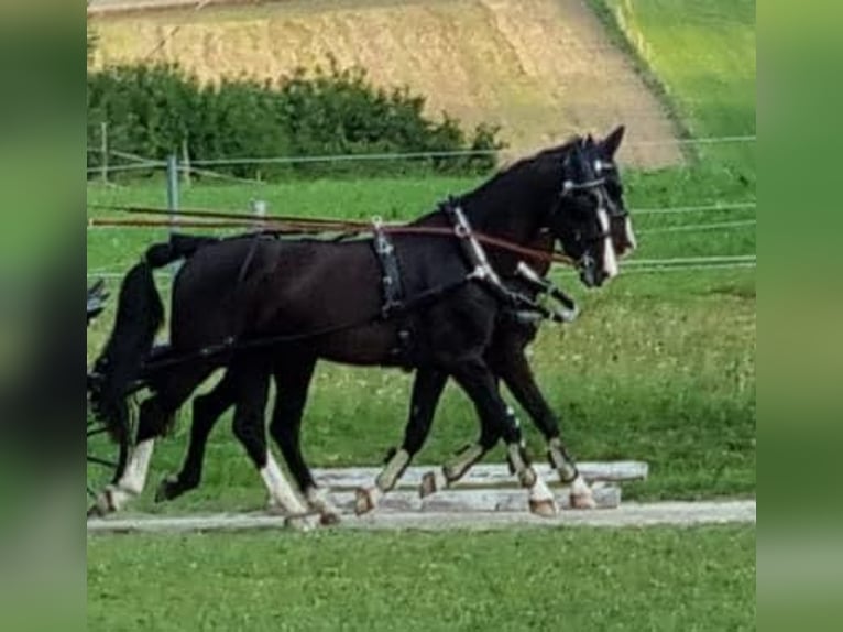 KWPN Caballo castrado 12 años 168 cm Negro in Pelmberg