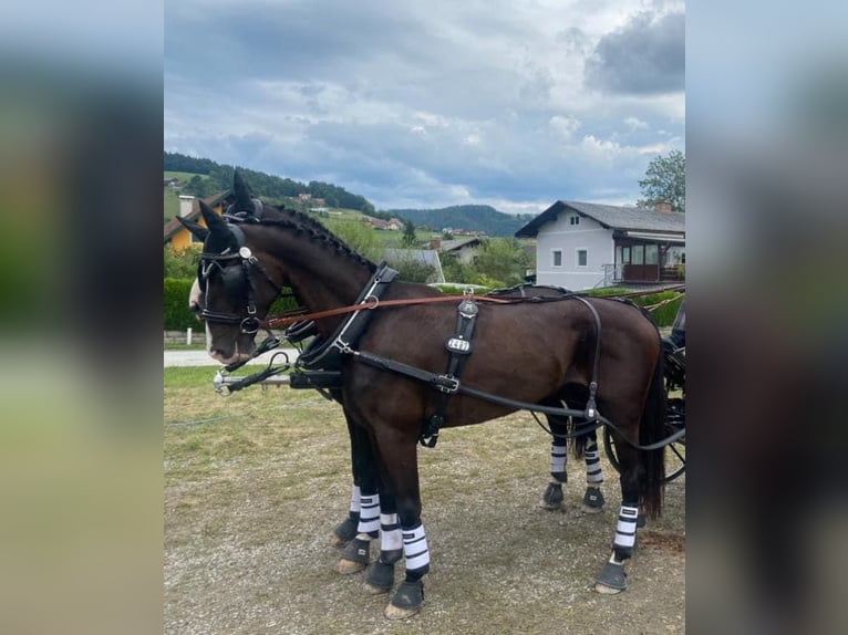 KWPN Caballo castrado 12 años 168 cm Negro in Pelmberg