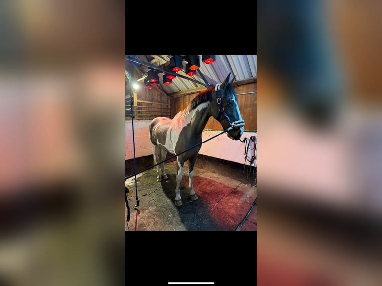 KWPN Caballo castrado 12 años 168 cm Pío in Boom