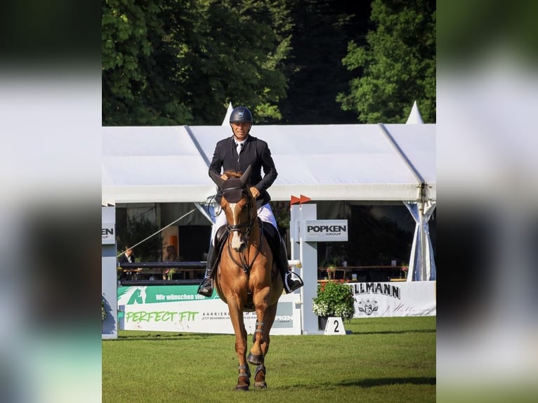 KWPN Caballo castrado 12 años 169 cm Alazán in Lohne (Oldenburg)