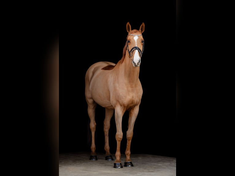 KWPN Caballo castrado 12 años 169 cm Alazán in Lohne (Oldenburg)