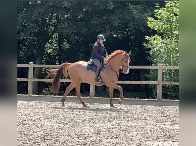 KWPN Caballo castrado 12 años 169 cm Alazán in Lohne (Oldenburg)