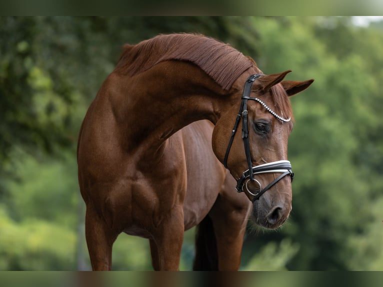 KWPN Caballo castrado 12 años 170 cm Alazán in Windhagen
