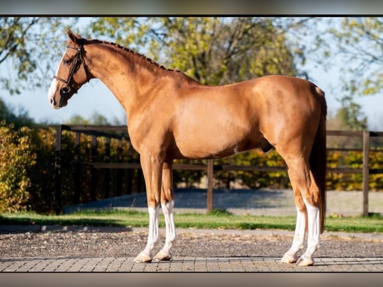 KWPN Caballo castrado 12 años 170 cm Alazán in Wallerfangen